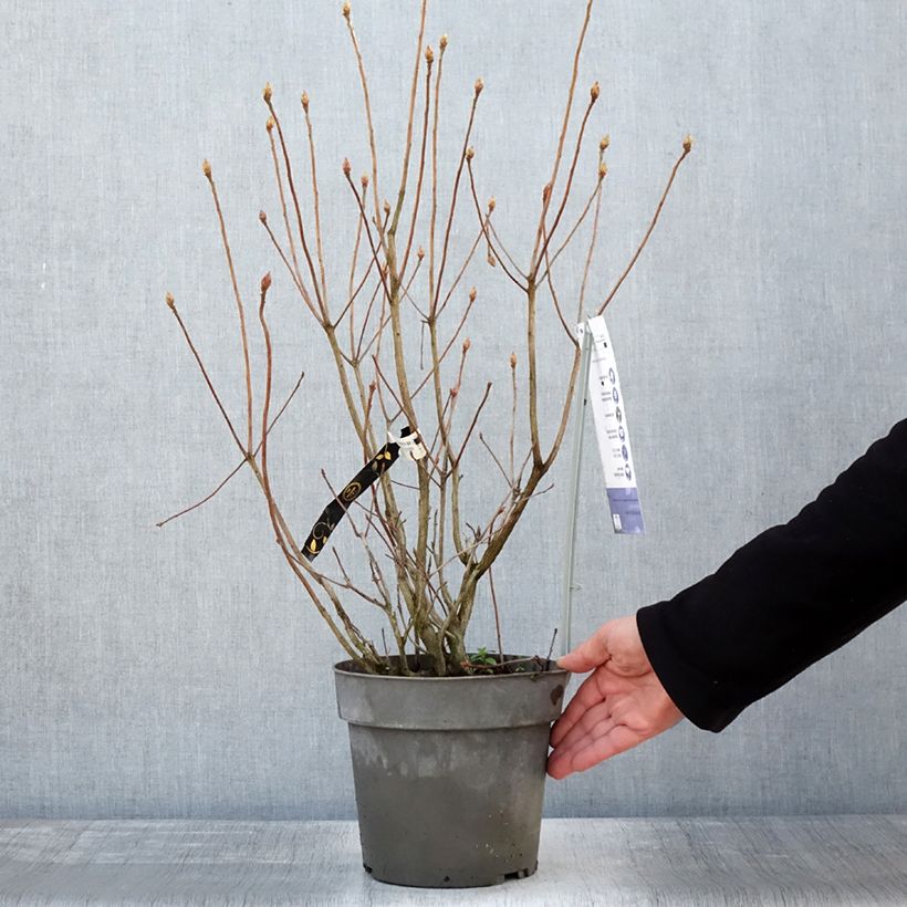 Exemplar von Sommergrüne Azalee Soir de Paris - Azalea Topf mit 4L/5L wie im Winter geliefert