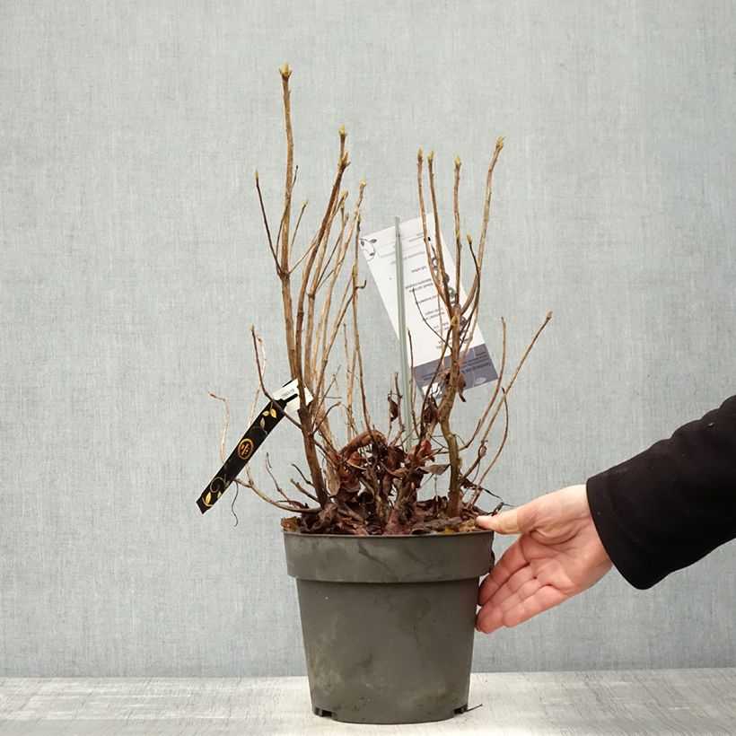 Example of Azalea austrinum - Sommergrüne Azalee Topf mit 4L/5L as you get in automne