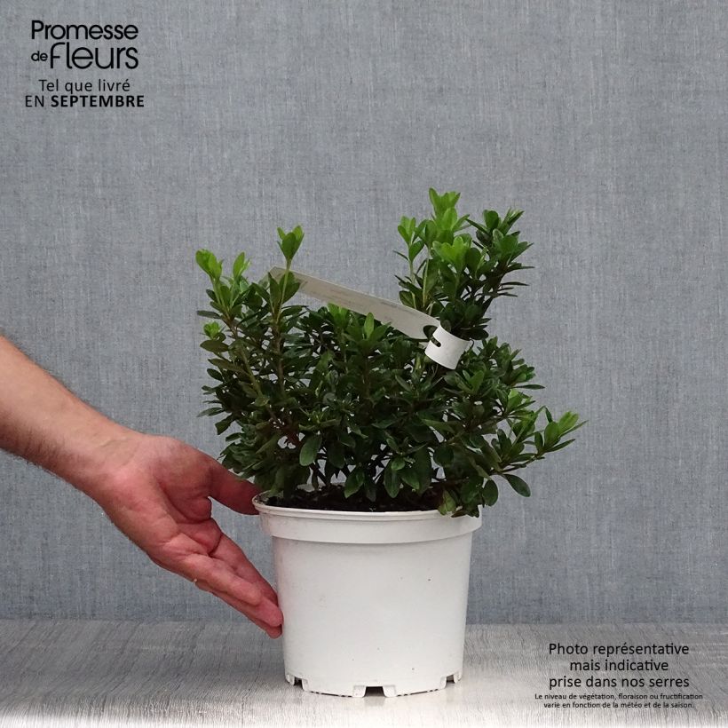 Example of Azalea obtusum Adonis - Japanische Azalee Topf mit 2L/3L as you get in automne