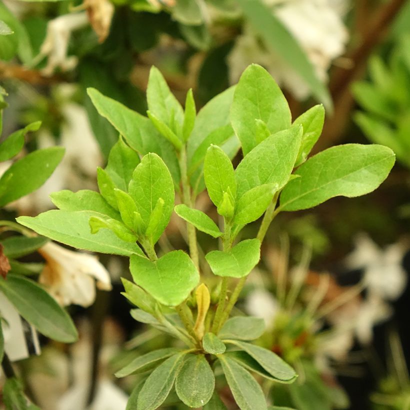 Azalea obtusum Adonis - Japanische Azalee (Foliage)