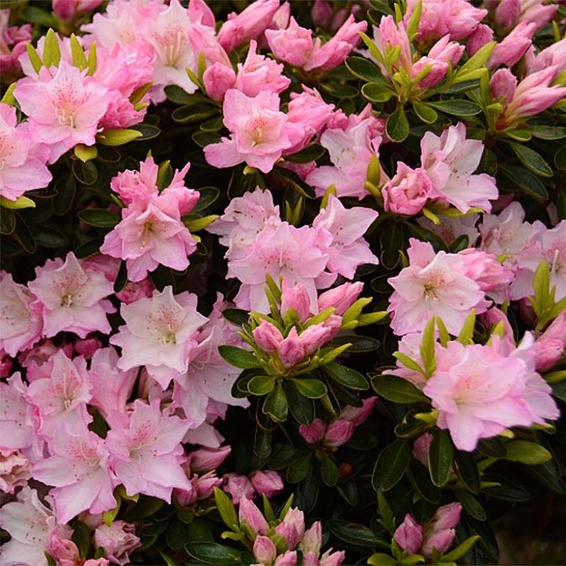 Japanische Azalee Al's Picotee - Azalea (Flowering)