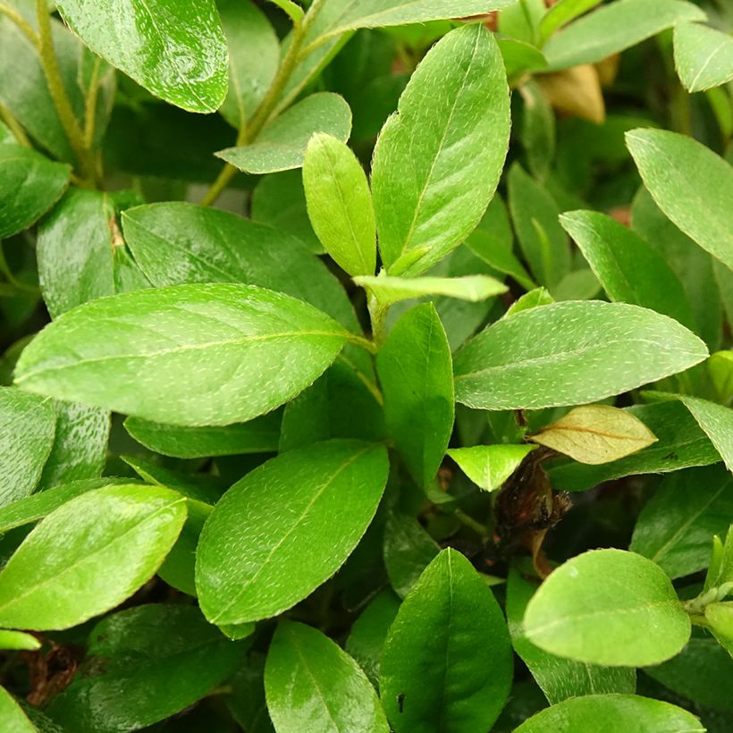 Japanische Azalee Al's Picotee - Azalea (Foliage)