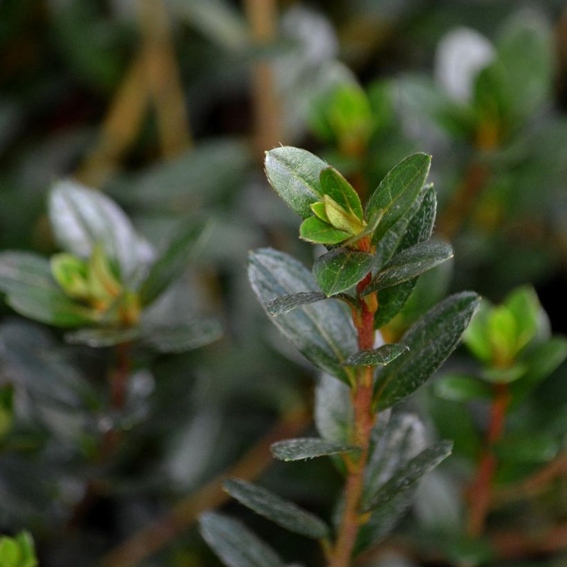 Japanische Azalee Amoena - Azalea (Foliage)