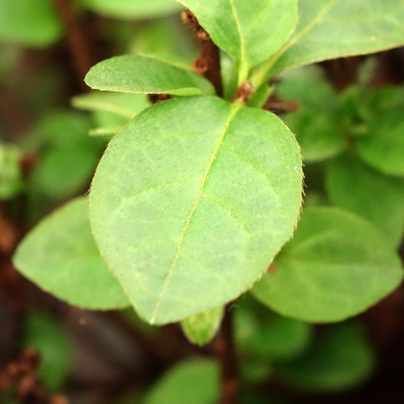 Japanische Azalee Ardeur - Azalea (Foliage)