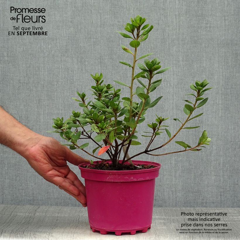 Example of Japanische Azalee Christina - Azalea Topf mit 2L/3L as you get in automne