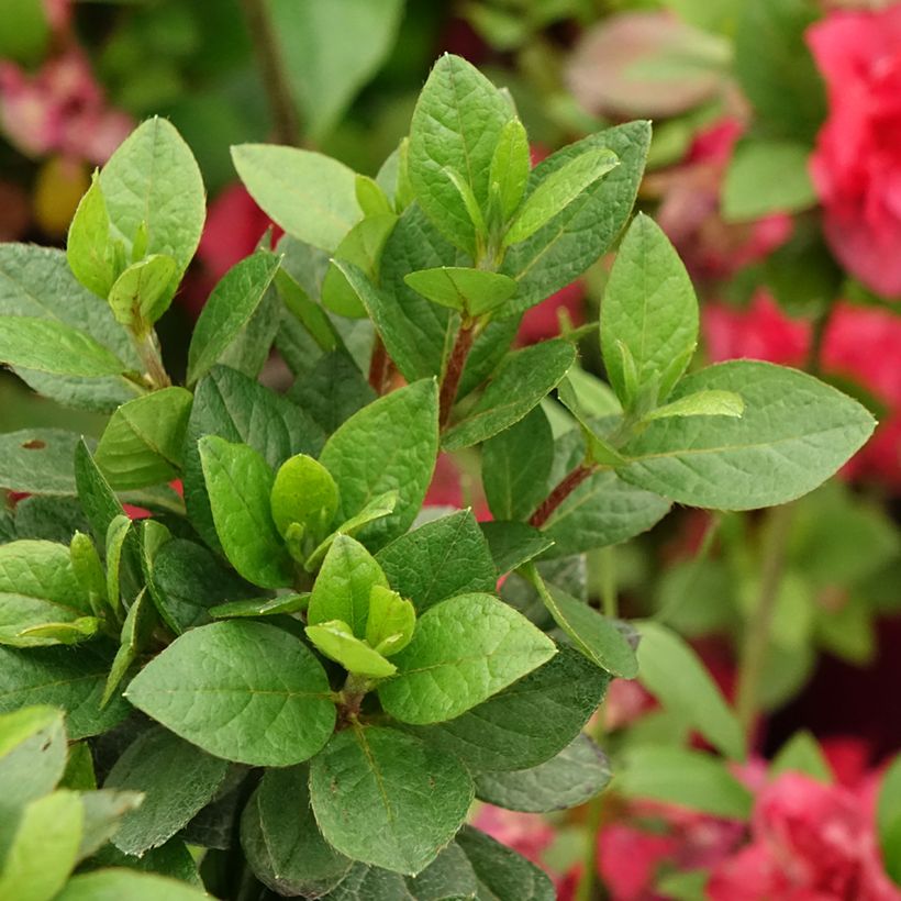 Japanische Azalee Christina - Azalea (Foliage)