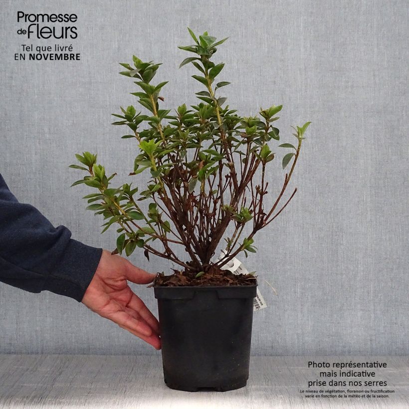 Example of Japanische Azalee Elsie Lee - Azalea Topf mit 2L/3L as you get in automne