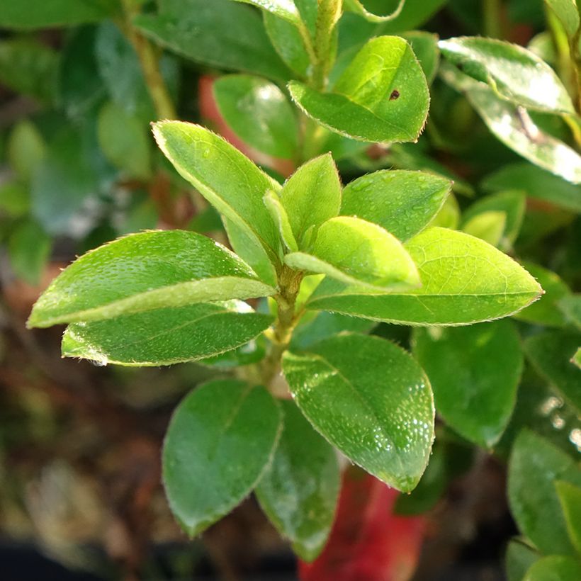 Japanische Azalee Elsie Lee - Azalea (Foliage)