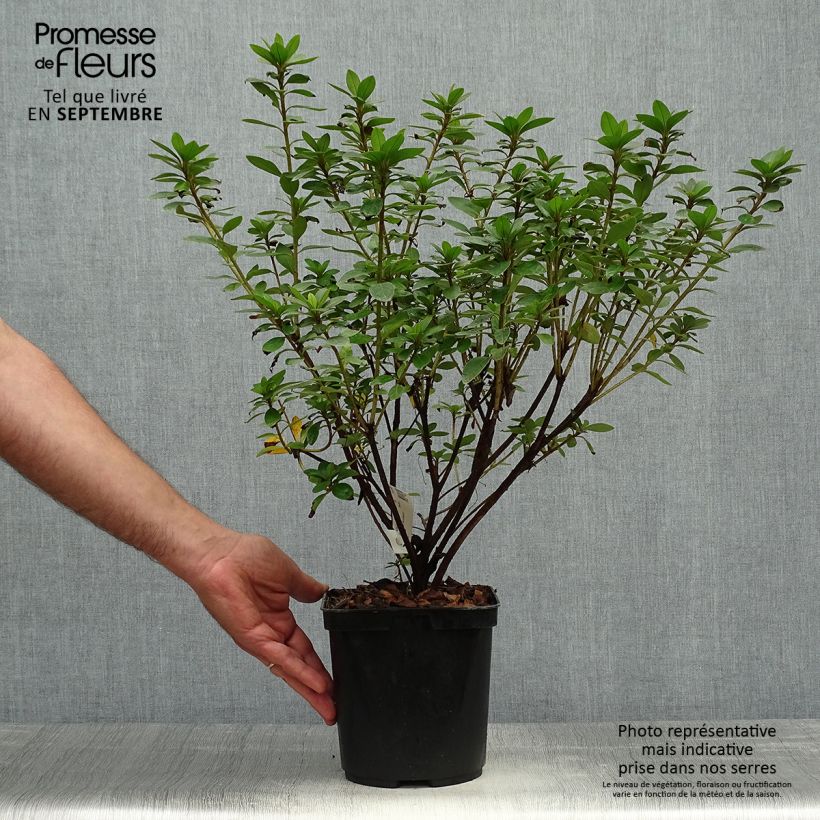 Example of Japanische Azalee Eucharis - Azalea Topf mit 2L/3L as you get in automne