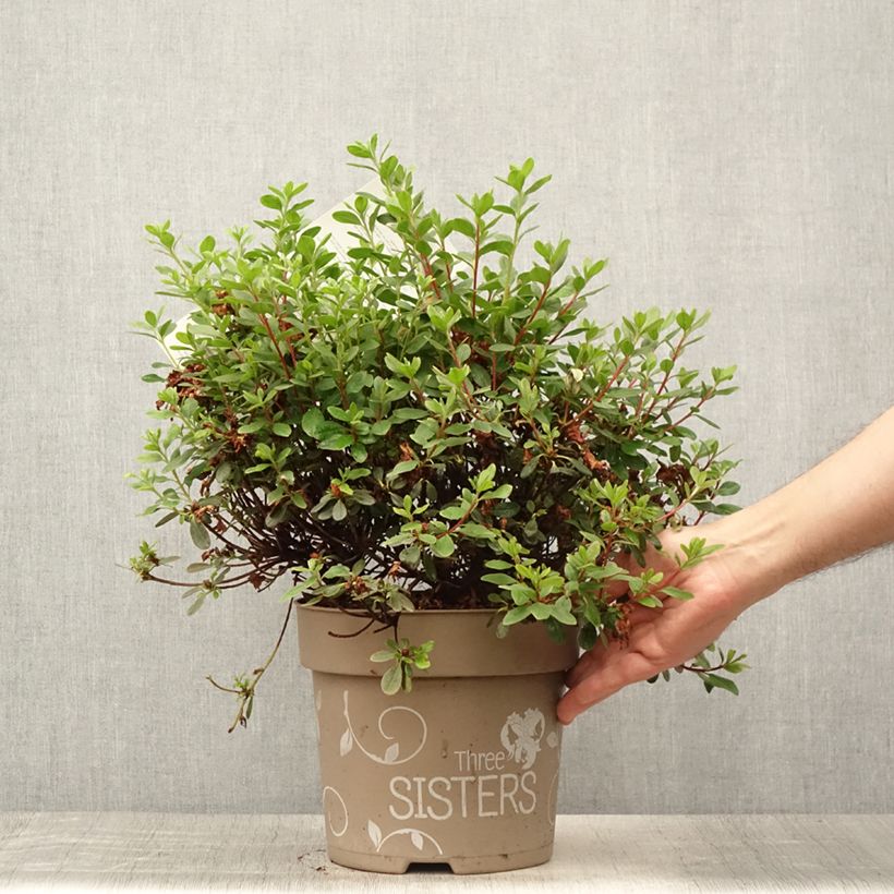 Exemplar von Japanische Azalee Fairy Dreams Three Sisters Mix - Azalea Topf mit 6L/7L wie im Sommer geliefert