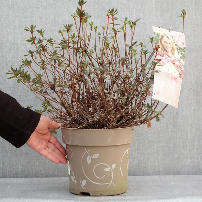 Exemplar von Japanische Azalee Fairy Dreams Three Sisters Mix - Azalea Topf mit 6L/7L wie im Winter geliefert