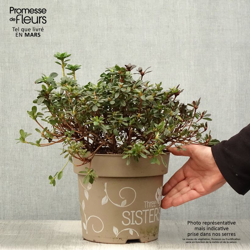 Exemplar von Japanische Azalee Fairy Dreams Three Sisters Mix - Azalea Topf mit 6L/7L wie im Frühjahr geliefert