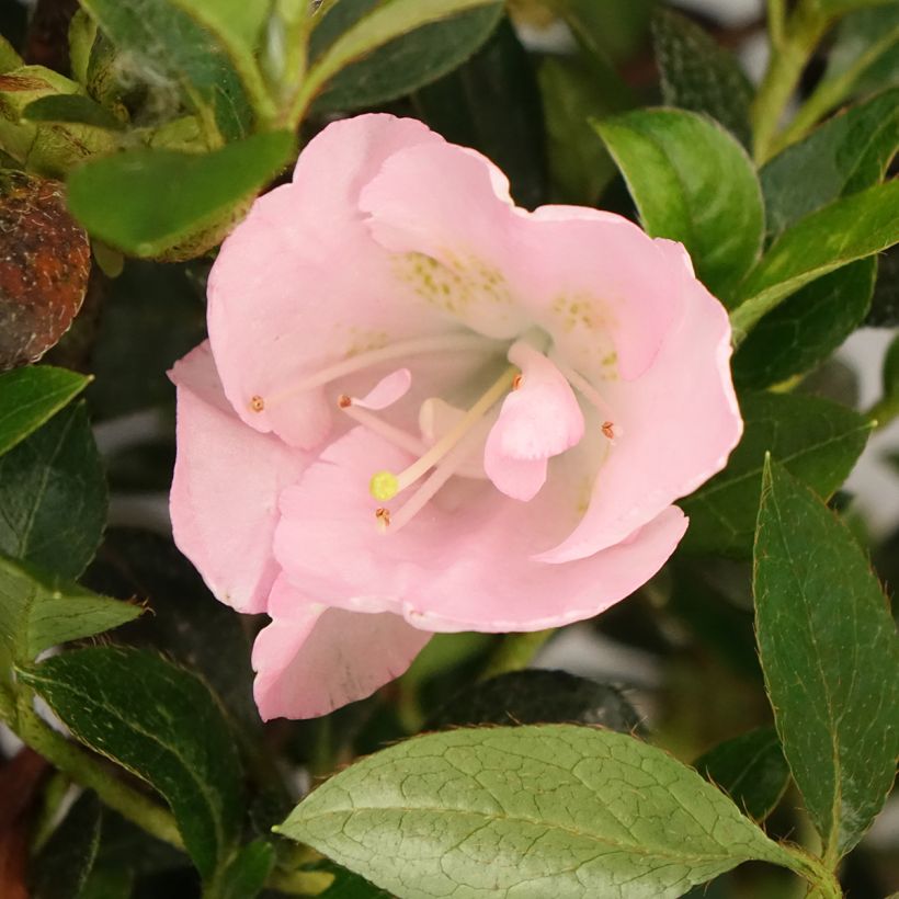Japanische Azalee Haru No Sono - Azalea (Blüte)