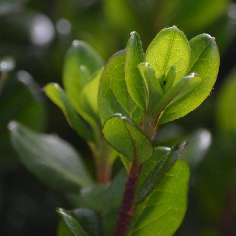 Japanische Azalee Hino-Crimson - Azalea (Foliage)
