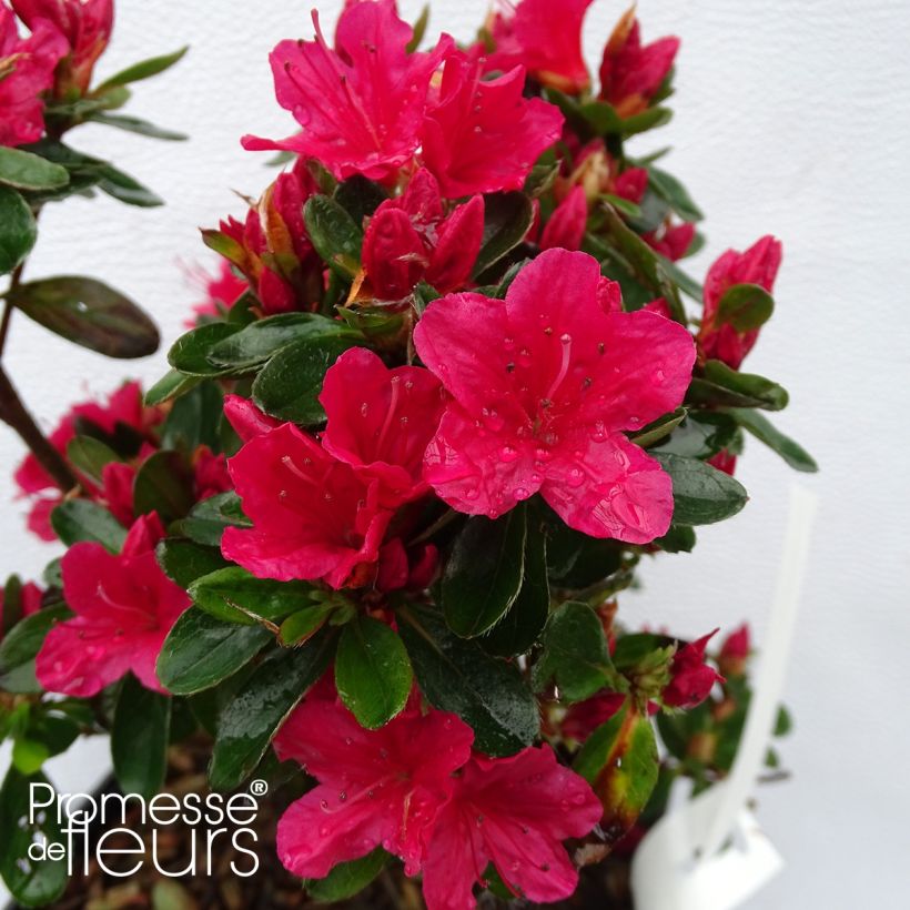 Japanische Azalee Hino-Crimson - Azalea (Flowering)