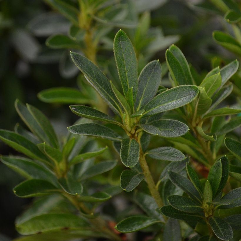 Japanische Azalee Ho Oden - Azalea (Foliage)
