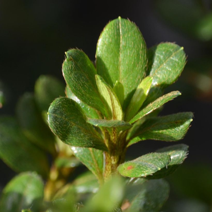 Japanische Azalee Johanna - Azalea (Foliage)