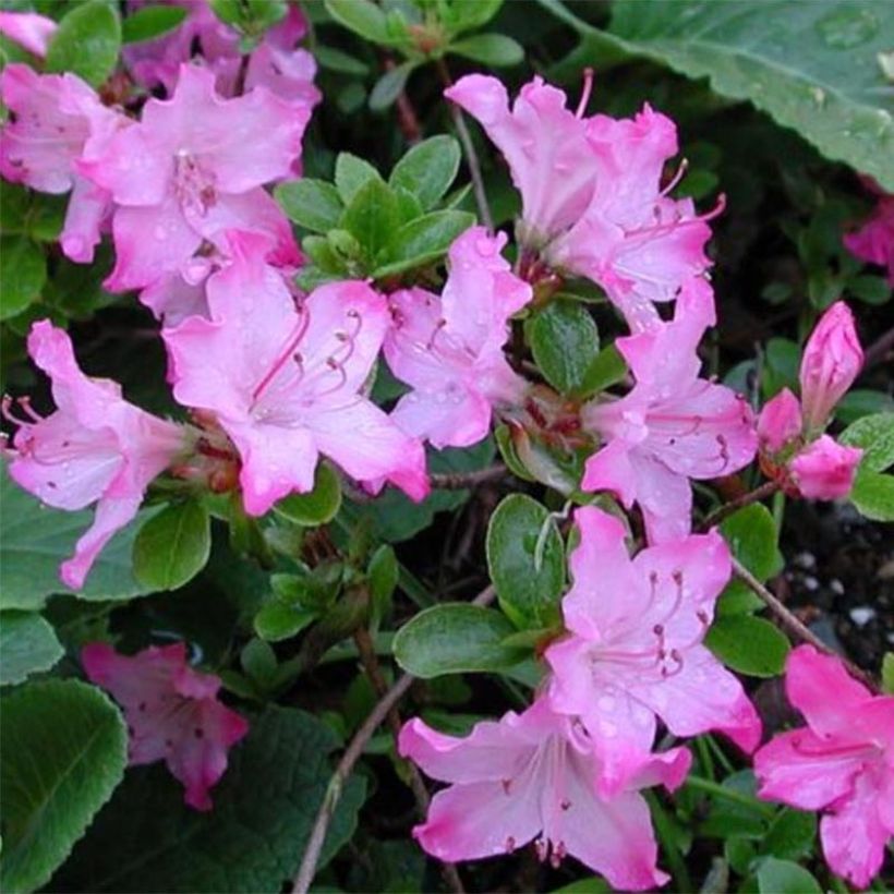 Japanische Azalee Komo Kulshan - Azalea kiusianum (Flowering)