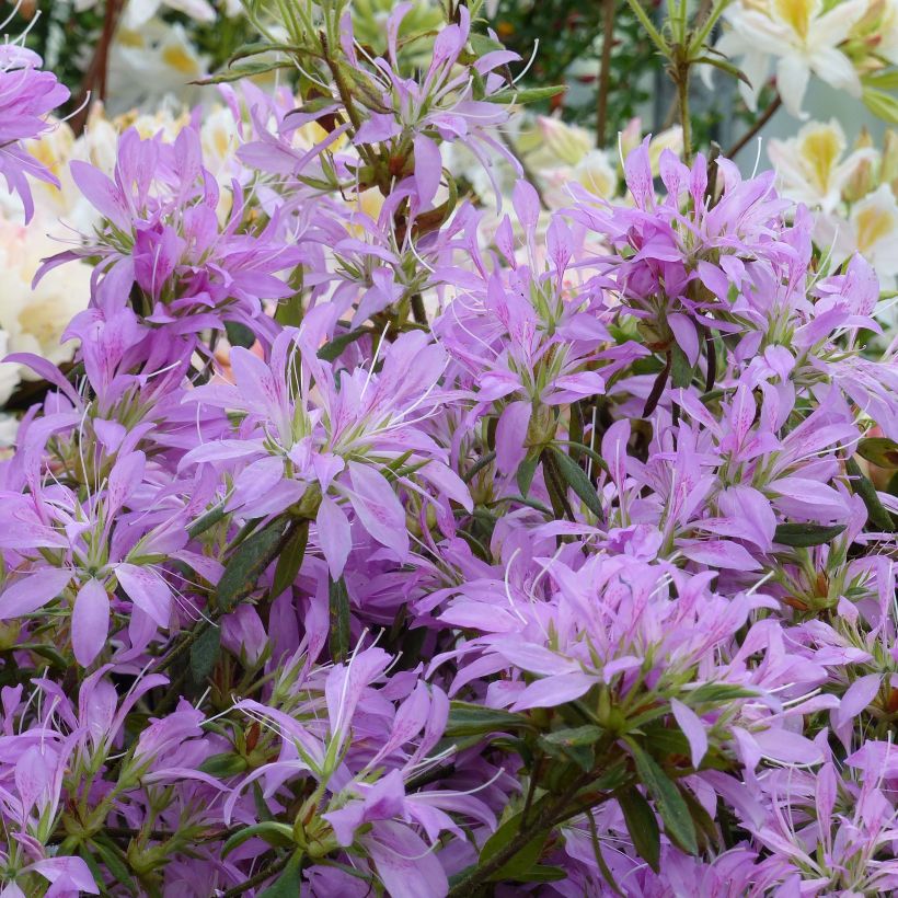 Azalea macrosepalum Koromo Shikibu - Japanische Azaleen (Flowering)