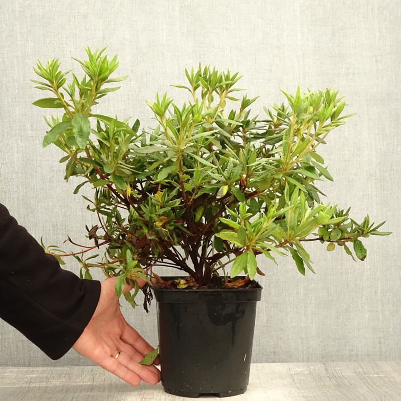 Example of Azalea macrosepalum Koromo Shikibu - Japanische Azaleen Topf mit 2L/3L as you get in automne