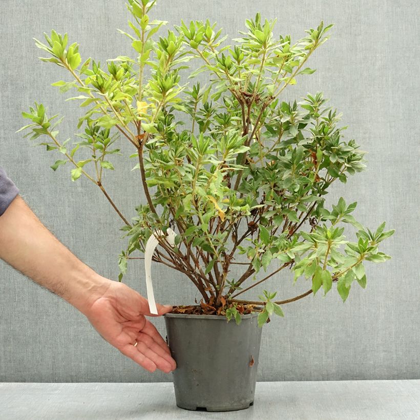 Exemplar von Japanische Azalee Koromo shikibu White - Azalea Topf mit 3L/4L wie im Sommer geliefert