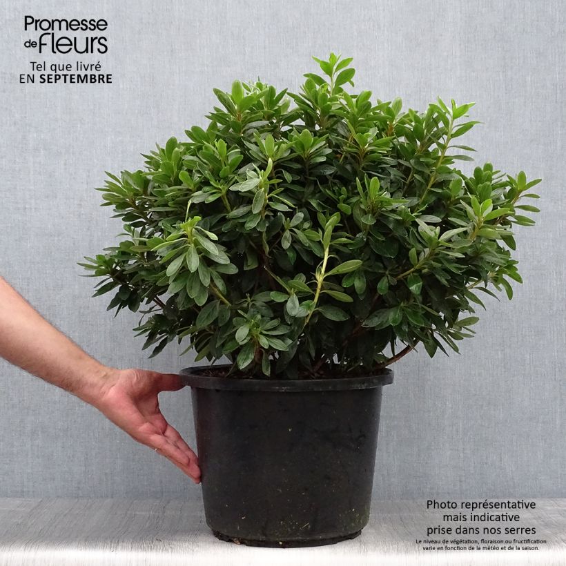 Example of Japanische Azalee Luzi - Azalea Topf mit 12L/15L as you get in automne