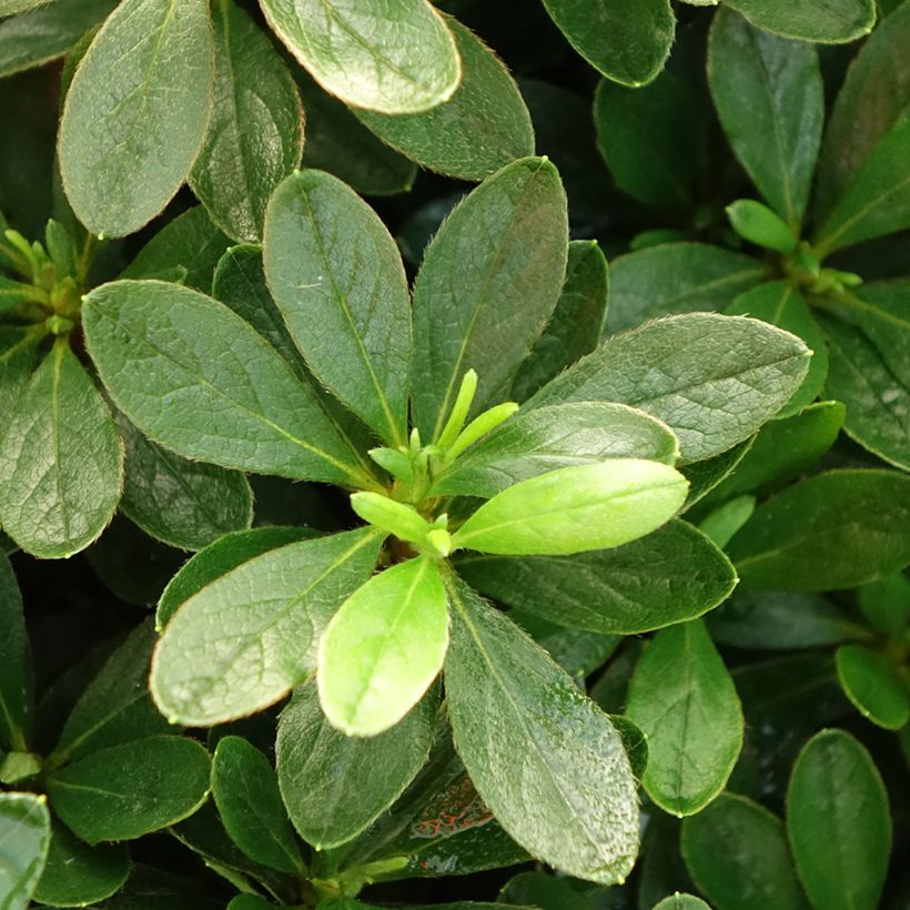Japanische Azalee Luzi - Azalea (Foliage)