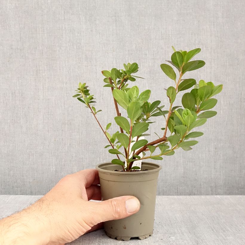 Exemplar von Japanische Azalee Moederdag - Azalea Kleine Töpfe von 8/9 cm wie im Herbst geliefert