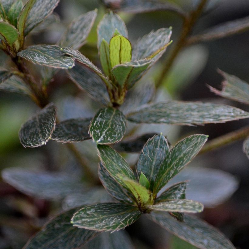 Japanische Azalee Nakaharai Orange - Azalea (Foliage)