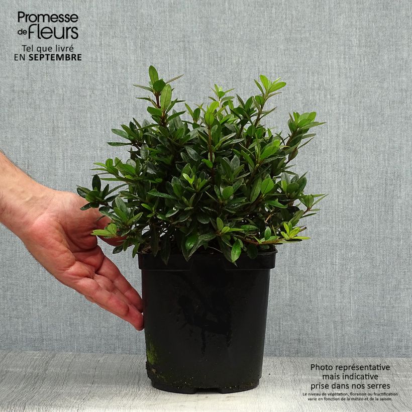 Example of Japanische Azalee Nakaharai Orange - Azalea Topf mit 2L/3L as you get in automne