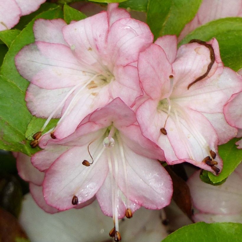 Japanische Azalee Peggy Ann - Azalea kaempferi (Flowering)