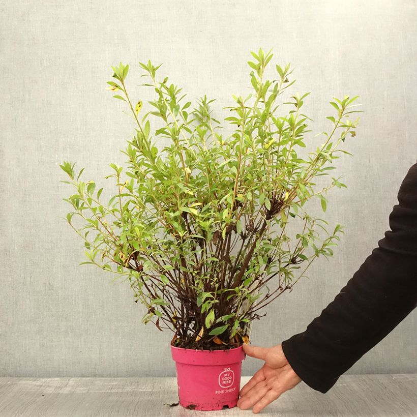 Example of Azalea obtusum Pink Spider - Japanische Azalee Topf mit 2L/3L as you get in automne
