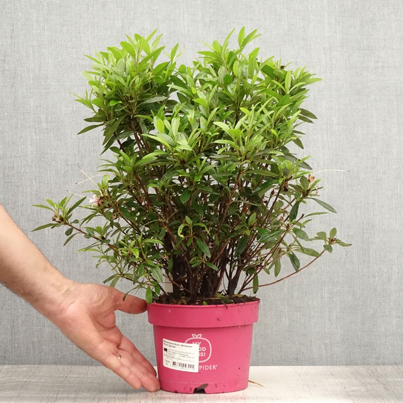 Exemplar von Azalea obtusum Pink Spider - Japanische Azalee Topf mit 2L/3L wie im Sommer geliefert