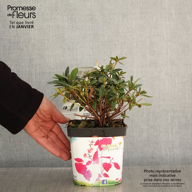 Exemplar von Japanische Azalee Purple Splendor - Azalea Topf mit 2L/3L wie im Winter geliefert