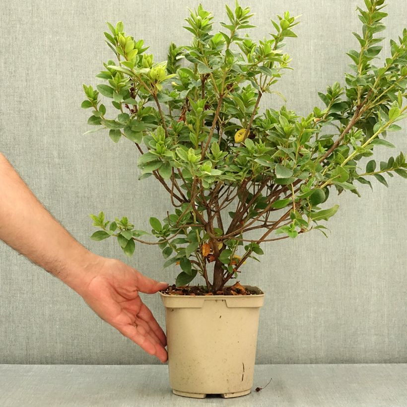 Exemplar von Azalée du Japon Rêve de Lilas - Rhododendron hybride Pot de 3L/4L wie im Sommer geliefert
