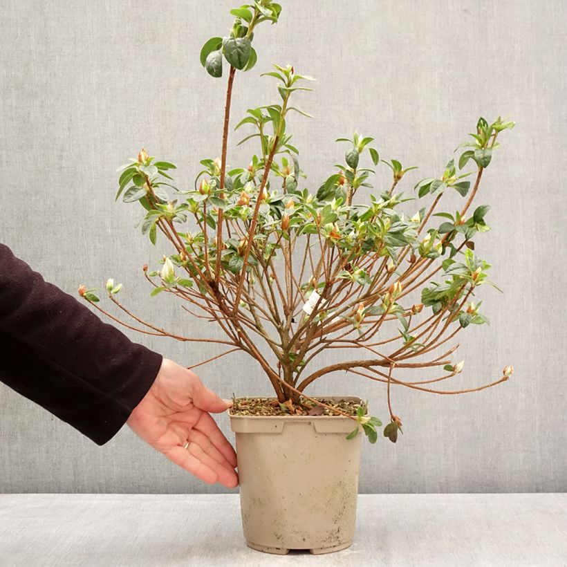 Exemplar von Japanische Azalee Rêve de Lilas - Azalea Topf mit 3L/4L wie im Frühjahr geliefert