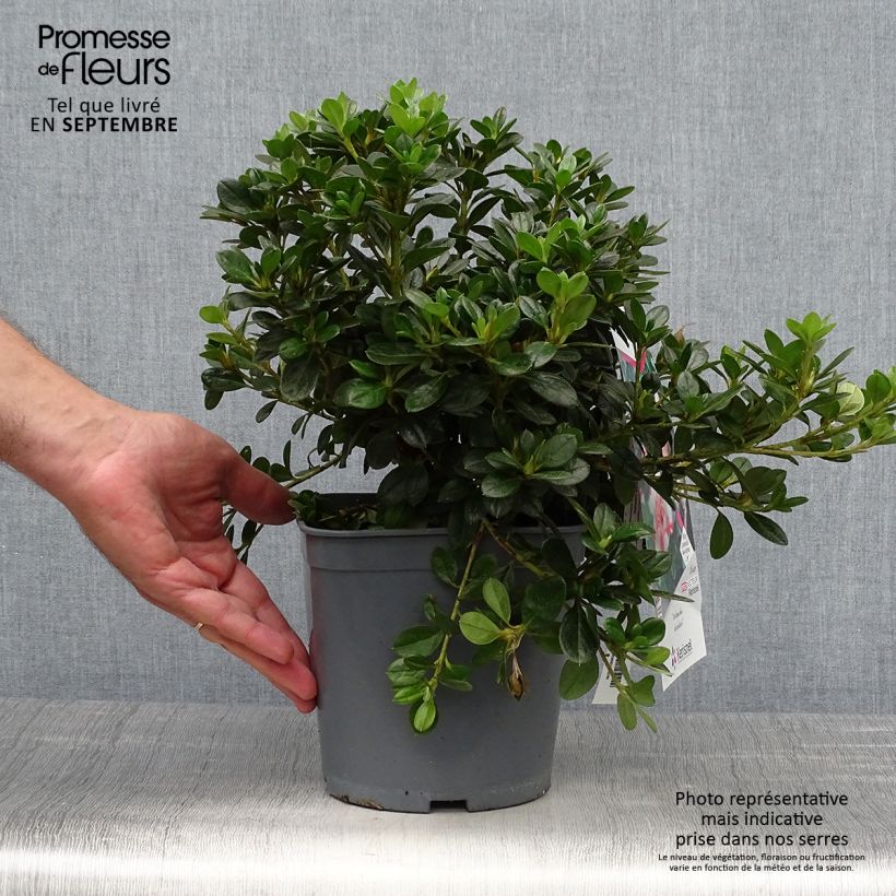 Example of Japanische Azalee Sachsenstern - Azalea Topf mit 3L/4L as you get in automne