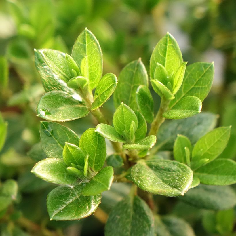 Japanische Azalee Sachsenstern - Azalea (Foliage)