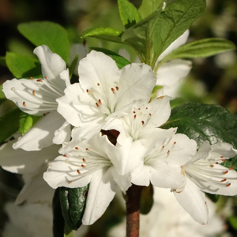 Japanische Azalee Schneewittchen - Azalea (Flowering)
