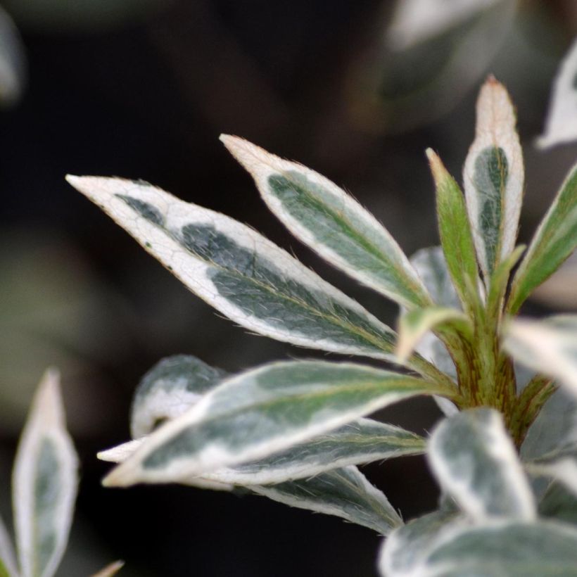 Japanische Azalee Silver Queen - Azalea (Foliage)