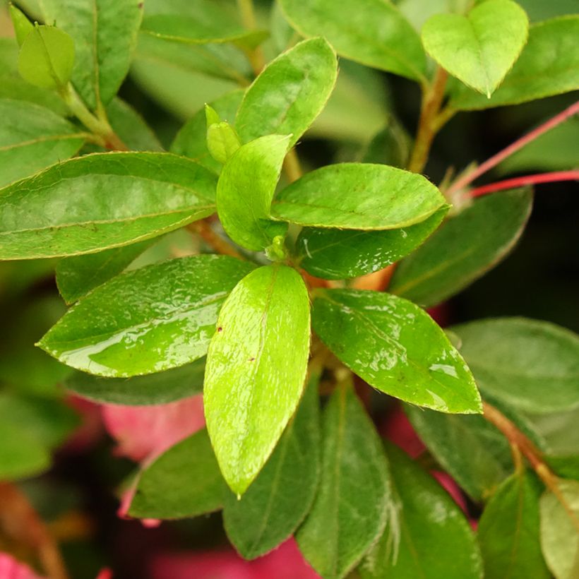 Japanische Azalee Vuyk's Rosyred - Azalea (Foliage)