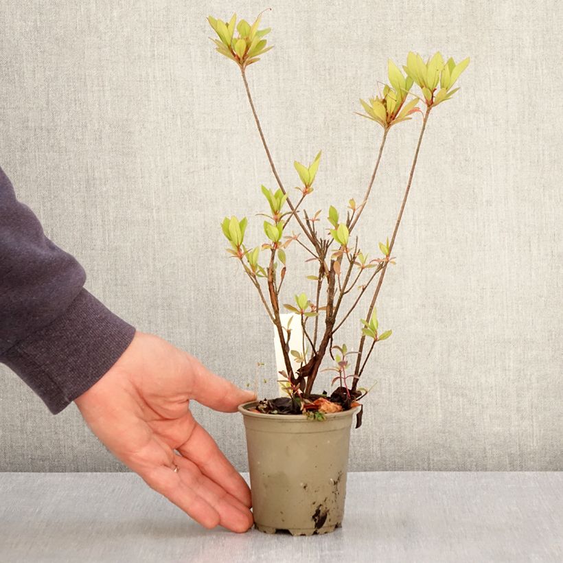 Example of Japanische Azalee Vuyk's Rosyred - Azalea Kleine Töpfe von 8/9 cm as you get in printemps