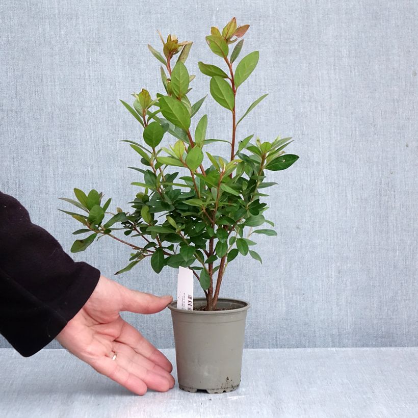 Exemplar von Japanische Azalee Vuyk's Scarlet - Azalea Kleine Töpfe von 8/9 cm wie im Herbst geliefert