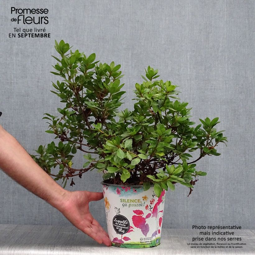 Example of Japanische Azalee Vuyk's Scarlet - Azalea Topf mit 4L/5L as you get in automne