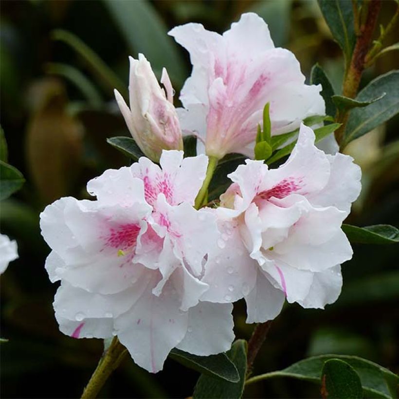 Japanische Azalee White Prince - Azalea (Flowering)
