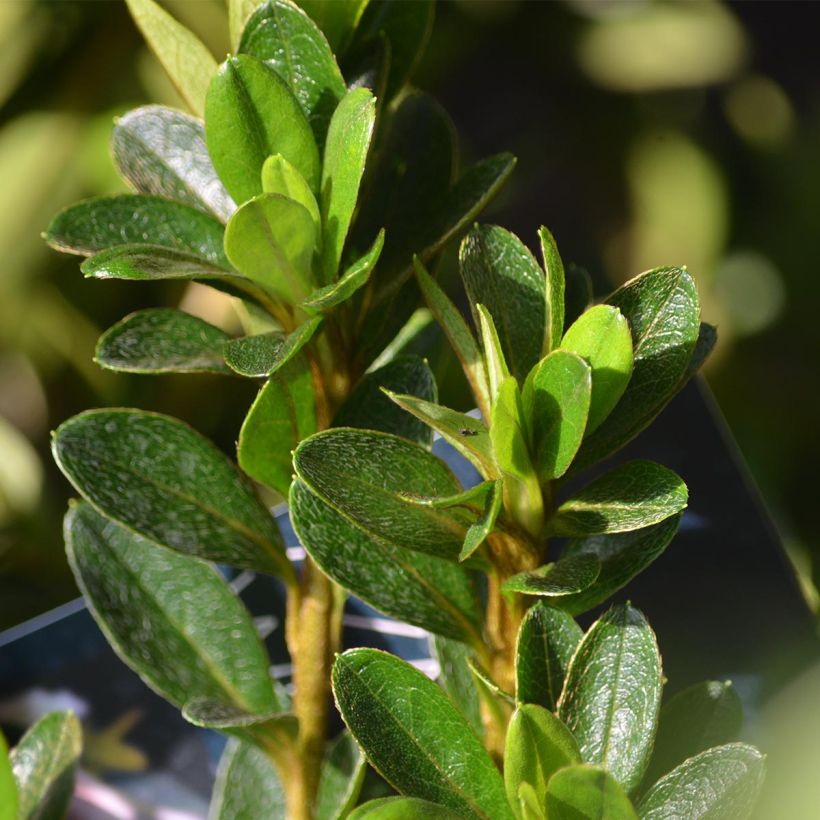 Japanische Azalee White Prince - Azalea (Foliage)