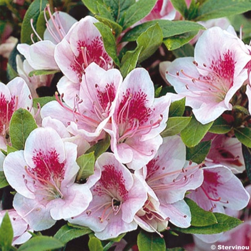 Japanische Azalee Ho Oden - Azalea (Flowering)