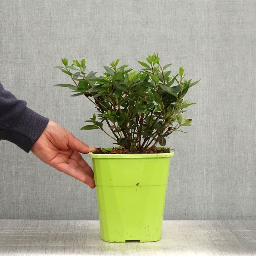 Exemplar von Japanische Azalee ENCORE Autumn Fire - Azalea Topf mit 3L/4L wie im Frühjahr geliefert