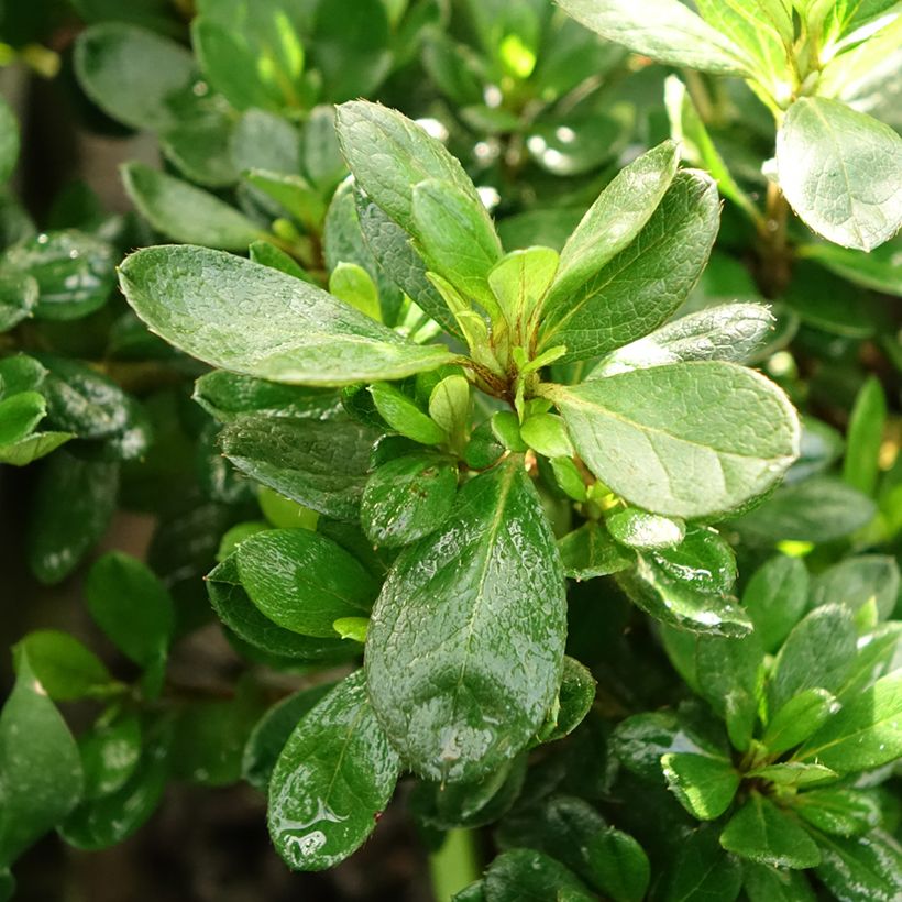 Japanische Azalee ENCORE Bonfire - Azalea (Foliage)