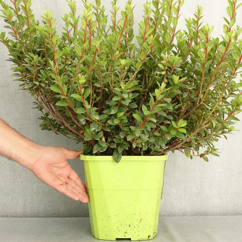 Exemplar von Japanische Azalee ENCORE Empress - Azalea Topf mit 7,5L/10L wie im Sommer geliefert